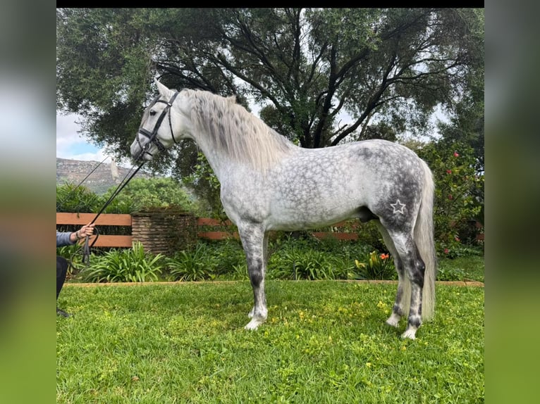 PRE Mestizo Semental 9 años 163 cm Tordo rodado in Los Barrios