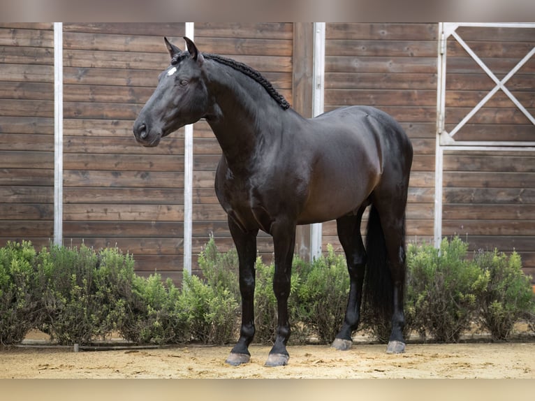 PRE Mestizo Semental 9 años 164 cm Negro in Jerez de la Frontera
