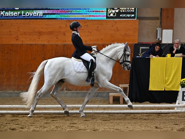 PRE Mestizo Semental 9 años 165 cm Tordo in Jaidhof