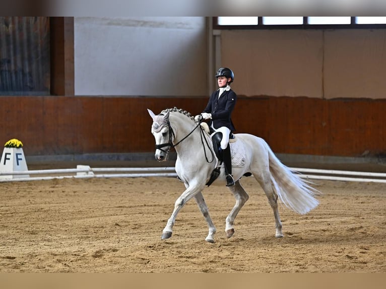 PRE Mestizo Semental 9 años 165 cm Tordo in Jaidhof