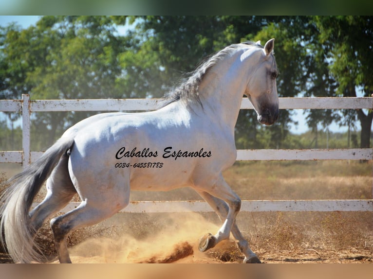 PRE Semental 9 años 165 cm Tordo in vejer de la frontera