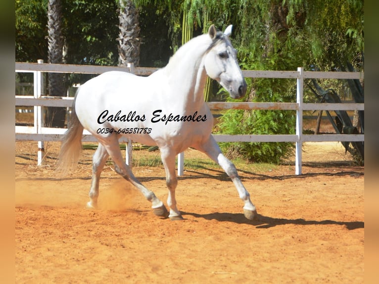 PRE Semental 9 años 165 cm Tordo in vejer de la frontera