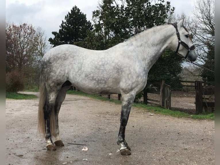 PRE Mestizo Semental 9 años 165 cm Tordo rodado in Martfeld