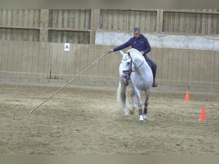 PRE Semental 9 años 167 cm Tordo in Zolling