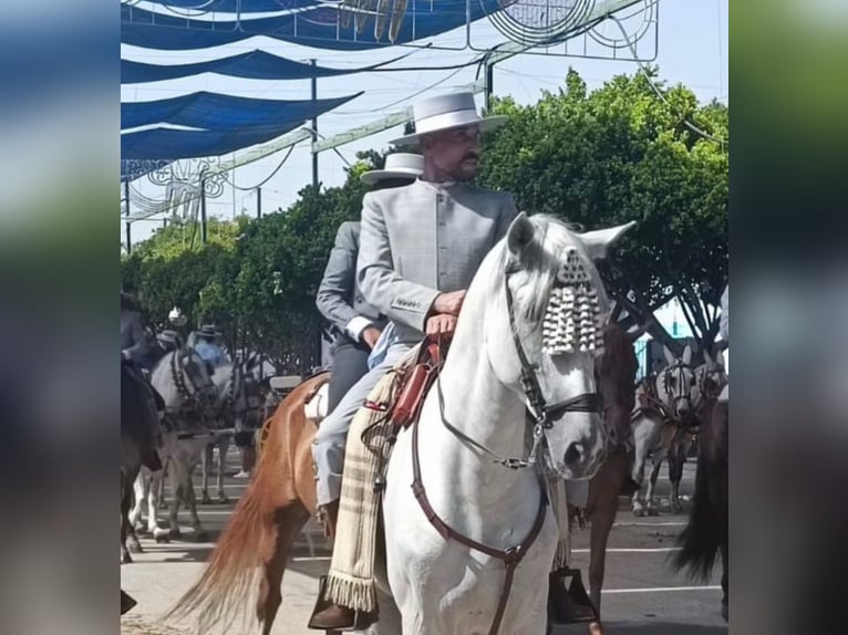 PRE Mestizo Semental 9 años 167 cm Tordo rodado in Neu-Anspach