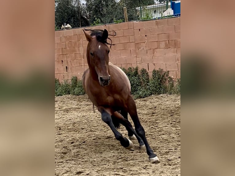 PRE Mestizo Semental 9 años 168 cm Castaño rojizo in Mijas