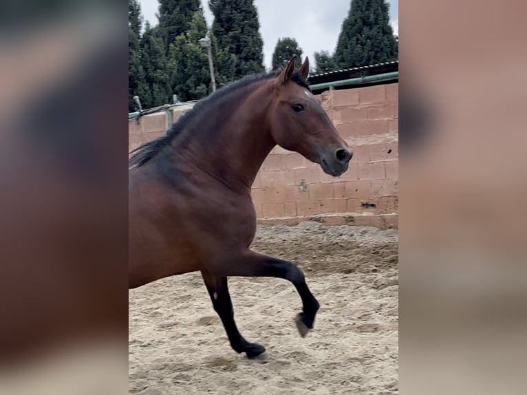 PRE Mestizo Semental 9 años 168 cm Castaño rojizo in Mijas