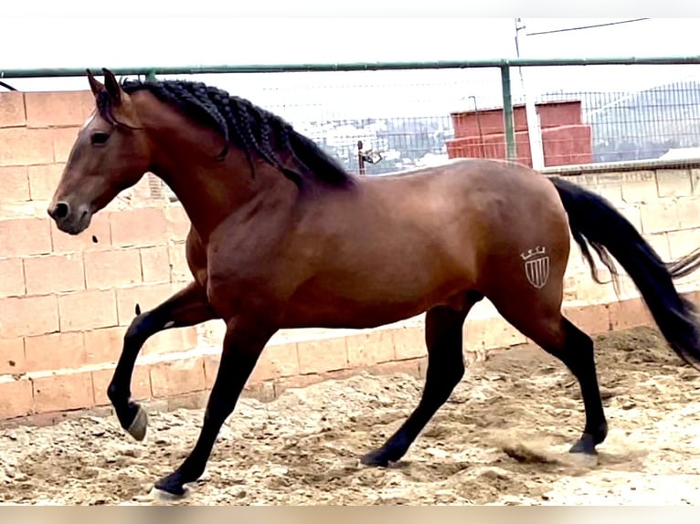 PRE Mestizo Semental 9 años 168 cm Castaño rojizo in Mijas