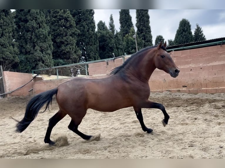 PRE Mestizo Semental 9 años 168 cm Castaño rojizo in Mijas