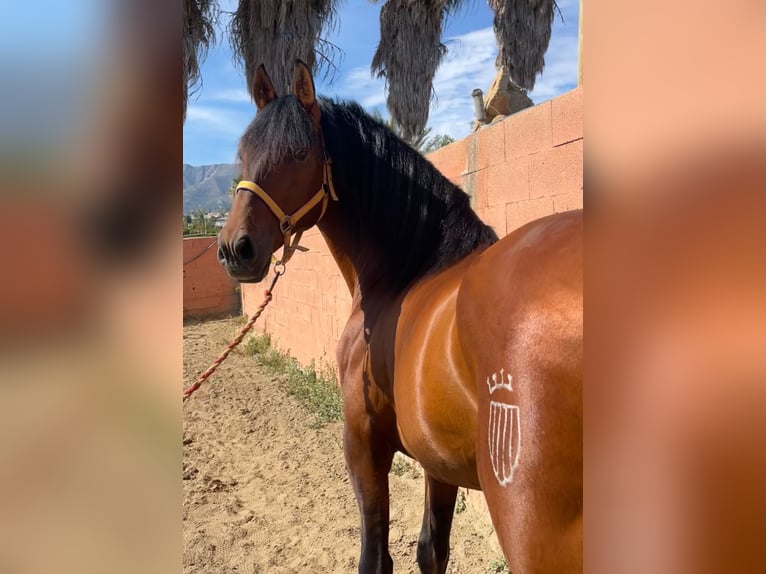 PRE Mestizo Semental 9 años 168 cm Castaño rojizo in Mijas