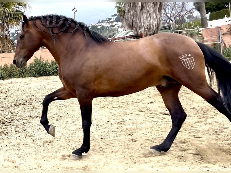 PRE Mestizo Semental 9 años 168 cm Castaño rojizo in Mijas