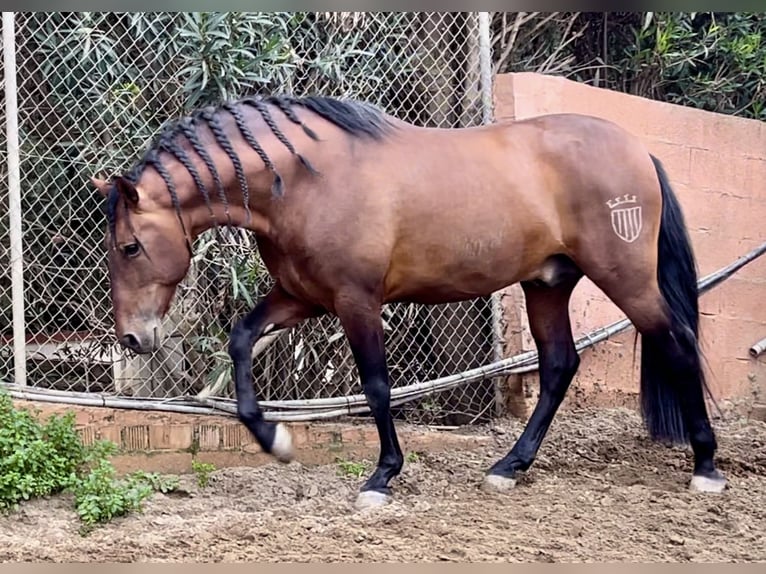 PRE Mestizo Semental 9 años 168 cm Castaño rojizo in Mijas