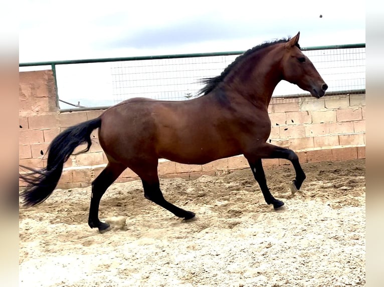 PRE Mestizo Semental 9 años 168 cm Castaño rojizo in Mijas