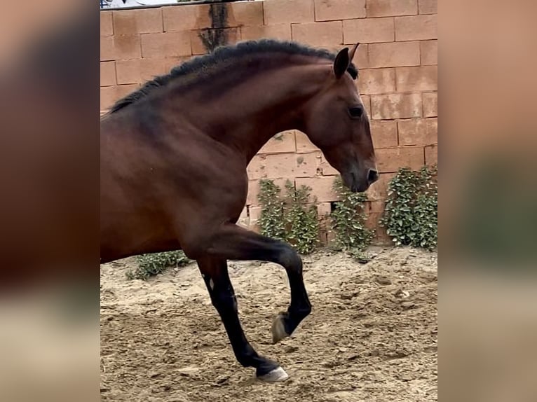 PRE Mestizo Semental 9 años 168 cm Castaño rojizo in Mijas