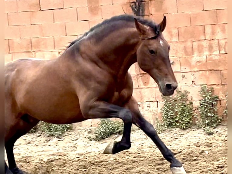 PRE Mestizo Semental 9 años 168 cm Castaño rojizo in Mijas