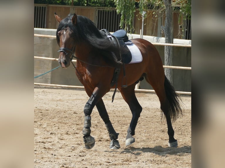 PRE Semental 9 años 169 cm Castaño rojizo in Granollers