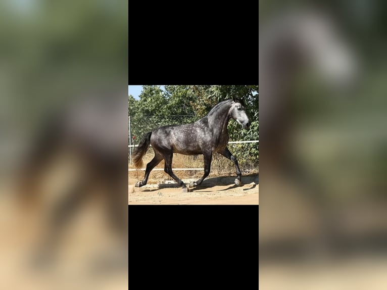 PRE Mestizo Semental 9 años 174 cm Tordo in Caravaca De La Cruz