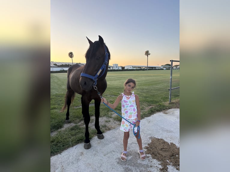 PRE Semental Castaño in Conil De La Frontera