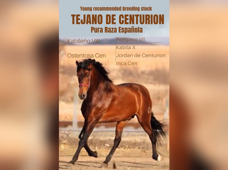 PRE Semental Castaño in Utiel