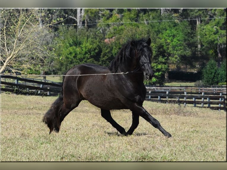 PRE Semental Negro in Ocala, FL