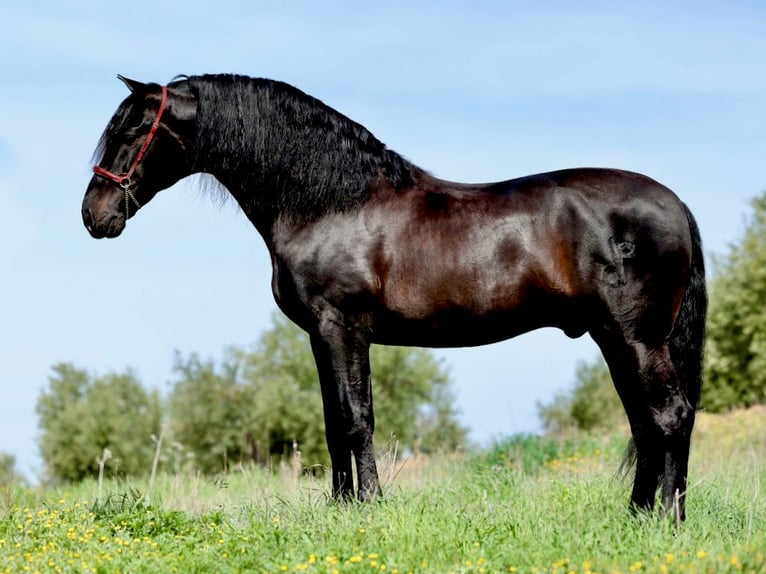 PRE Semental Negro in NAVAS DEL MADRONO