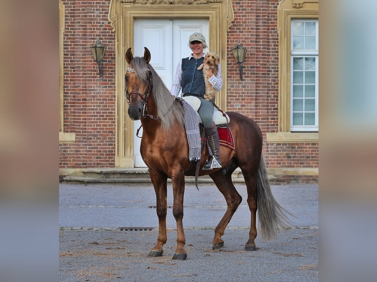 PRE Semental Palomino in Haltern am See