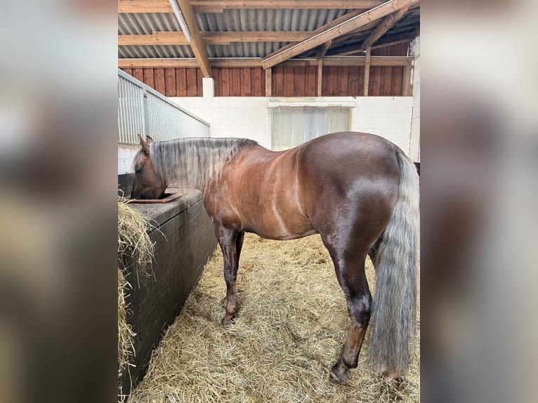 PRE Semental Palomino in Haltern am See