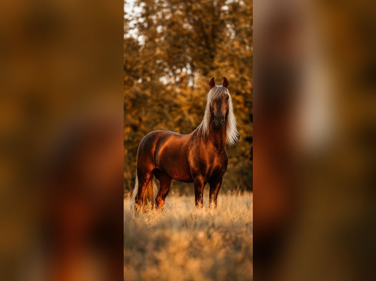 PRE Semental Palomino in Haltern am See