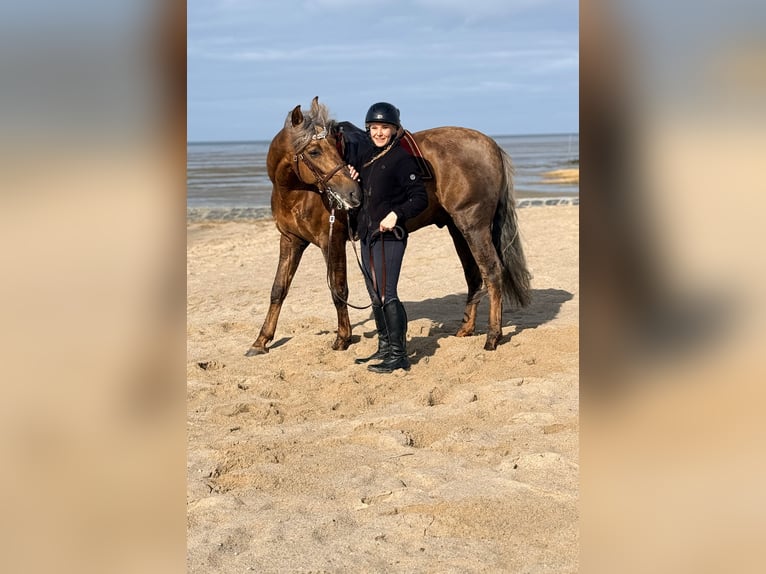 PRE Semental Palomino in Haltern am See