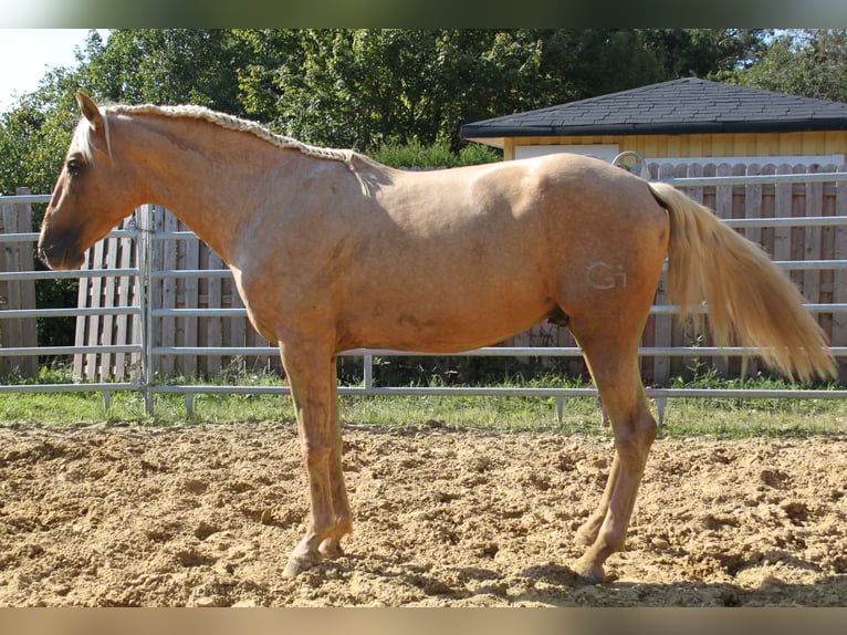 PRE Semental Palomino in Steinsberg