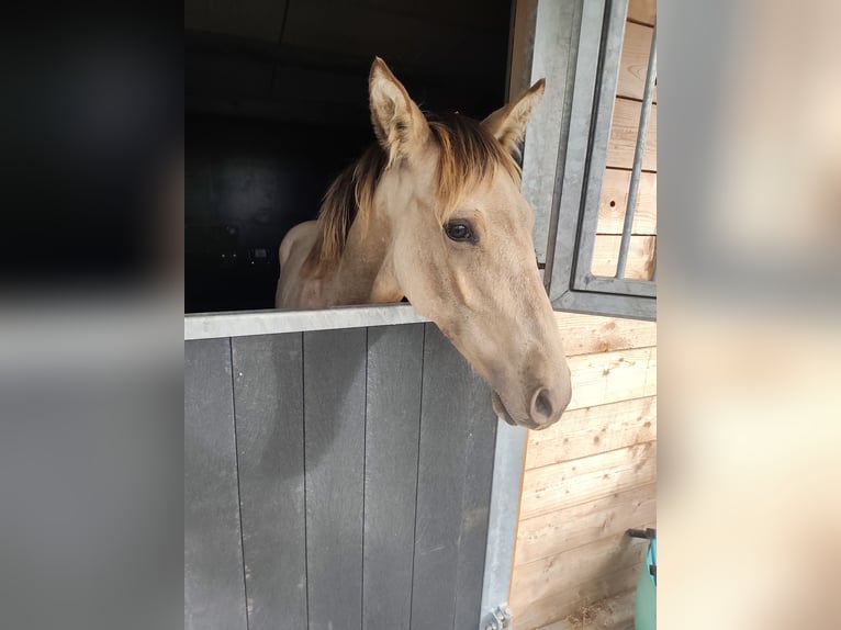 PRE Semental Potro (03/2025) 130 cm Buckskin/Bayo in Nieuwerkerken
