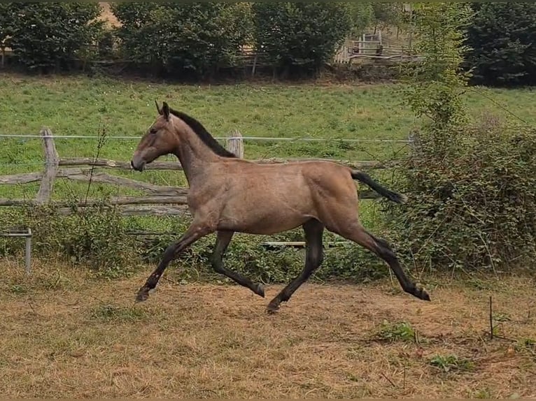 PRE Semental Potro (02/2025) 147 cm Tordo in Cargadero Viejo