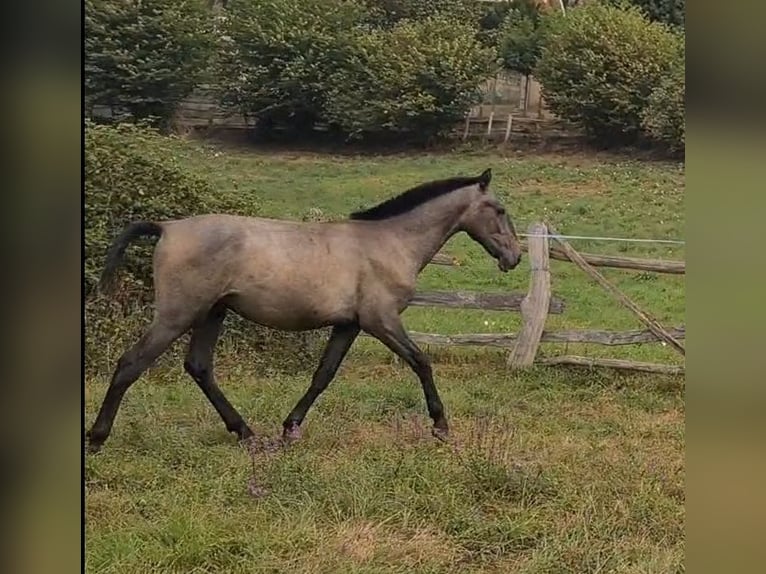 PRE Semental Potro (02/2025) 148 cm in Mieres