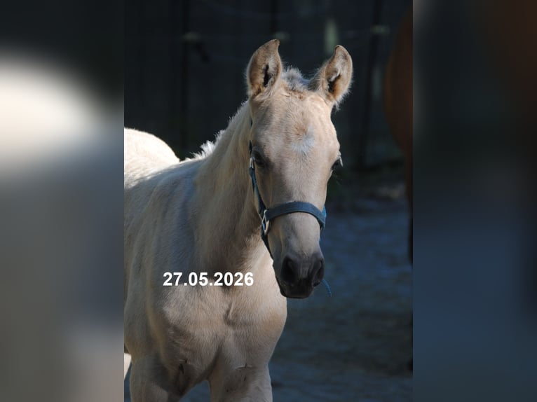 PRE Semental Potro (01/2026) 158 cm Buckskin/Bayo in Himmelpforten