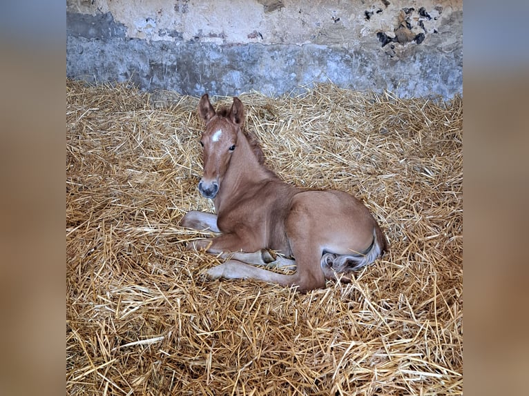 PRE Semental Potro (04/2024) 160 cm Alazán-tostado in Le coudray sur thelle