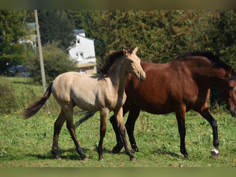 PRE Semental Potro (03/2024) 160 cm Buckskin/Bayo in Dochamps