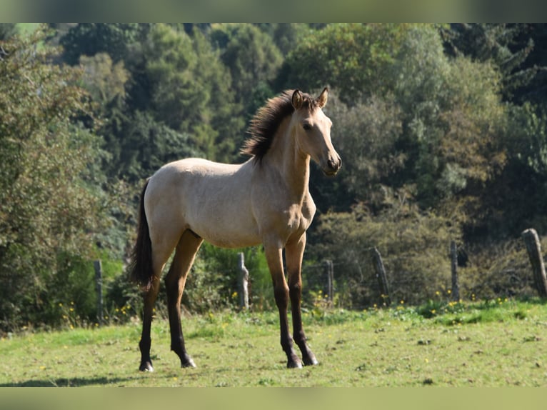 PRE Semental Potro (03/2024) 160 cm Buckskin/Bayo in Dochamps