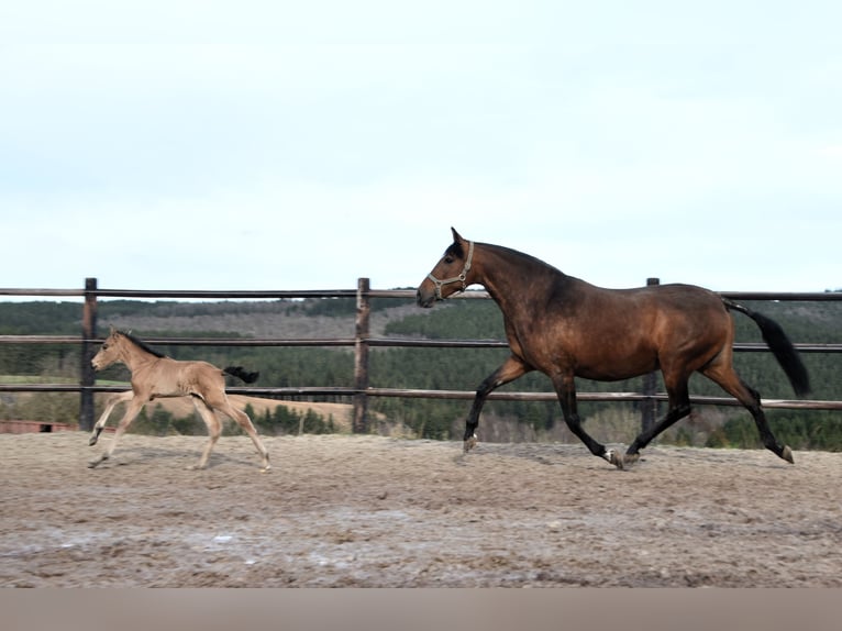 PRE Semental Potro (03/2024) 160 cm Buckskin/Bayo in Dochamps