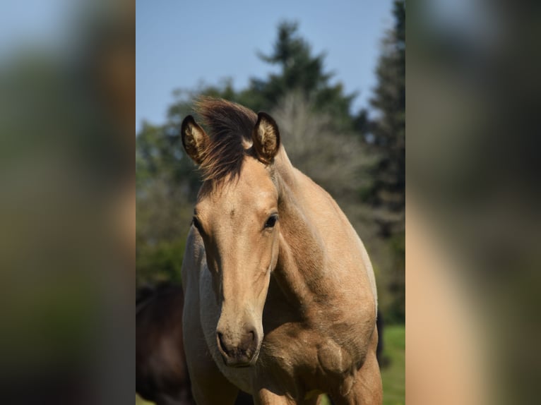 PRE Semental Potro (03/2024) 160 cm Buckskin/Bayo in Dochamps