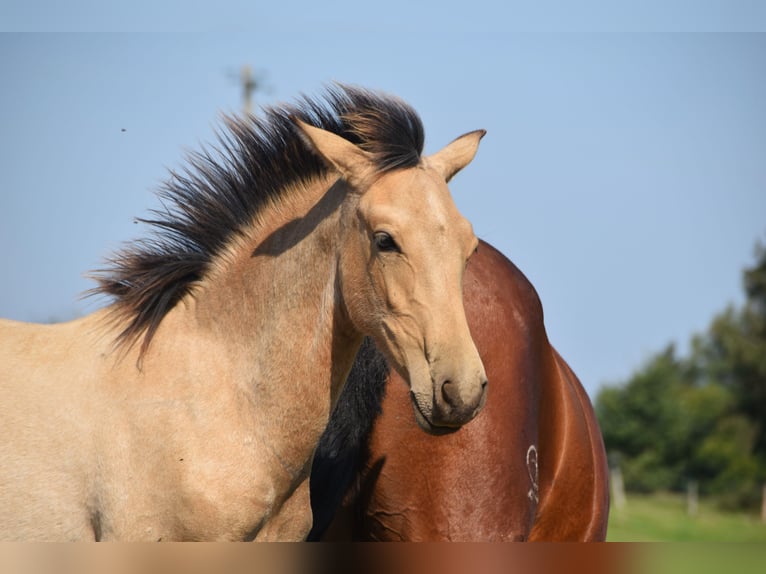 PRE Semental Potro (03/2024) 160 cm Buckskin/Bayo in Dochamps