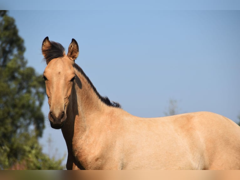 PRE Semental Potro (03/2024) 160 cm Buckskin/Bayo in Dochamps