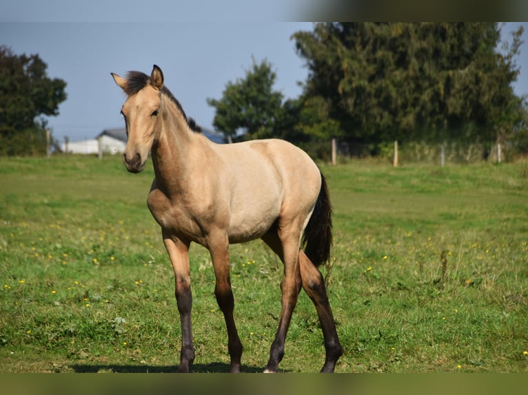 PRE Semental Potro (03/2024) 160 cm Buckskin/Bayo in Dochamps