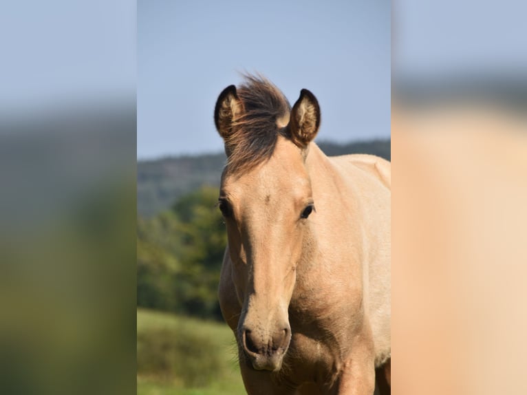 PRE Semental Potro (03/2024) 160 cm Buckskin/Bayo in Dochamps