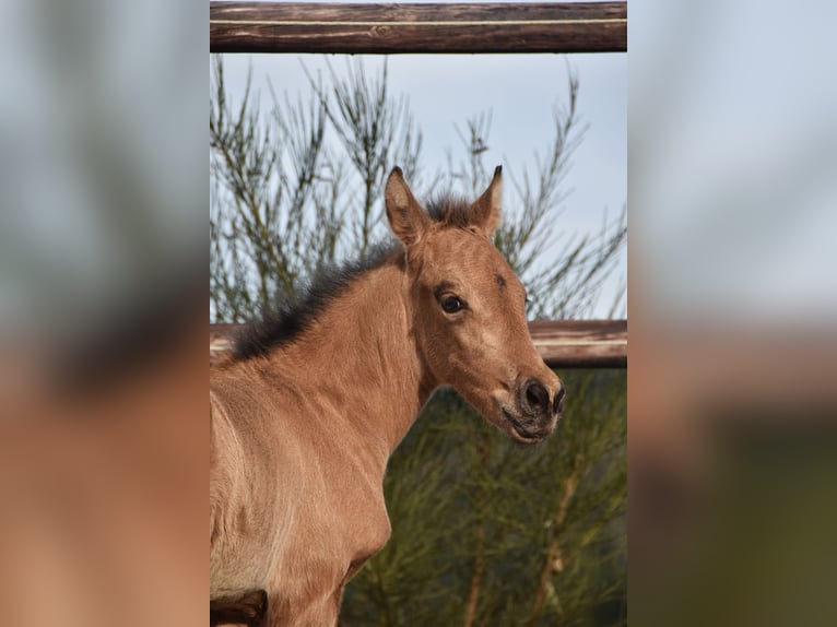 PRE Semental Potro (03/2024) 160 cm Buckskin/Bayo in Dochamps