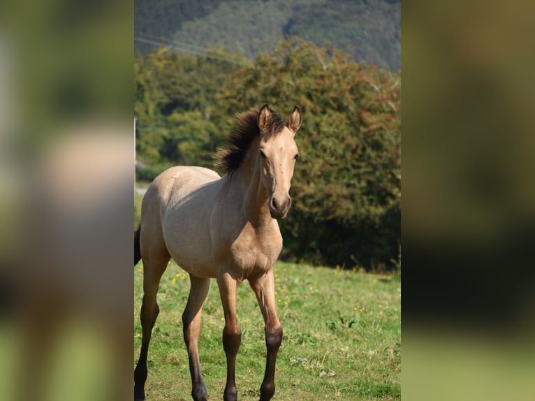 PRE Semental Potro (03/2024) 160 cm Buckskin/Bayo in Dochamps