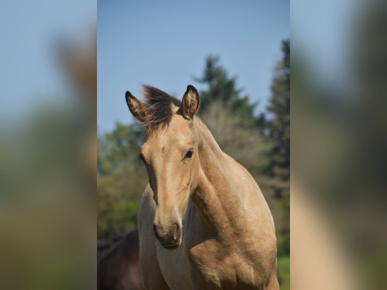 PRE Semental Potro (03/2024) 160 cm Buckskin/Bayo in Dochamps