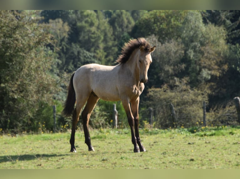 PRE Semental Potro (03/2024) 160 cm Buckskin/Bayo in Dochamps