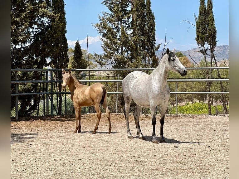 PRE Semental Potro (01/2024) 160 cm Champán in Archena