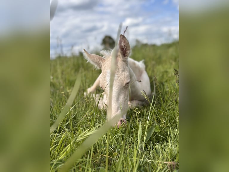 PRE Semental Potro (05/2026) 160 cm Perlino in Dahlem
