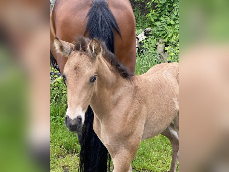 PRE Semental Potro (05/2024) 162 cm Buckskin/Bayo in Gottfrieding